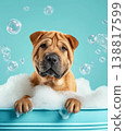 Shar-Pei dog bathes in a blue bathtub. Bubbles rise around the dog creating a playful mood. 138817599