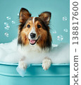 Collie sits in a bubbly bathtub. Bubbles float around a smiling collie in a blue bathroom. 138817600