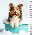 Corgi sits in a bubble bath tub. Bubbles float around the dog. 138817601