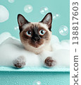 Siamese kitten sits in a bubbly bath in a turquoise tub. Blue eyes are wide and curious. 138817603