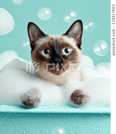 Siamese kitten sits in a bubbly bath in a turquoise tub. Blue eyes are wide and curious. 138817603