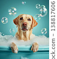 Labrador Retriever in a bubble bath in a turquoise tub. Bubbles rise around the dog for a playful bath moment. 138817606