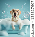 Labrador retriever soaking in a bubble bath in a blue tub. Bubbles drift around as foam coats the tub in a bright studio. 138817607