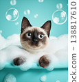 Siamese cat bathes in a bubbly tub. Blue background with bubbles adds playful mood. 138817610