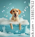 Golden Labrador in a bathtub plays with bubbles. Bright teal background and soap foam enhance the bath time mood. 138817612