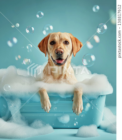 Golden Labrador in a bathtub plays with bubbles. Bright teal background and soap foam enhance the bath time mood. Golden Labrador in a bathtub plays with bubbles. Bright teal background and soap foam enhance the bath time mood. 138817612