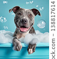 Gray dog splashes in a bathtub full of bubbles. Bright lighting and bubbles create a playful mood. 138817614