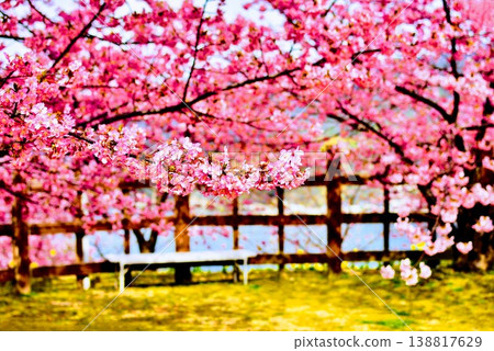 Kawazu cherry blossoms in full bloom in early spring Kawazu cherry blossoms in full bloom in early spring 138817629