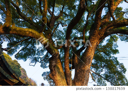 瀨戶內海的冬天，廣島縣尾道市：清晨的牛虎神社。 138817639