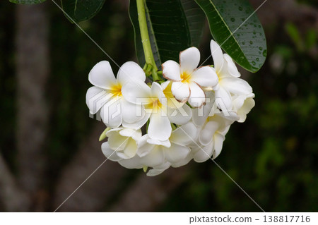 White Frangipani flower Plumeria alba with green leaves White Frangipani flower Plumeria alba with green leaves 138817716