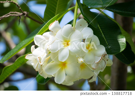 White Frangipani flower Plumeria alba with green leaves White Frangipani flower Plumeria alba with green leaves 138817718