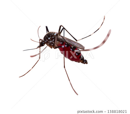 mosquito isolated on white background 138818021