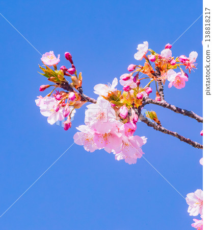 Kawazu櫻花在藍天 Kawazu櫻花在藍天 138818217