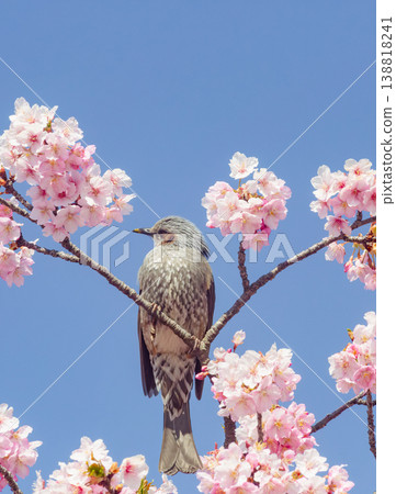 Brown-eared bulbul sucking cherry honey in full bloom Brown-eared bulbul sucking cherry honey in full bloom 138818241
