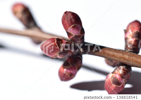 A tree branch with swollen buds. A tree branch with swollen buds. 138818541
