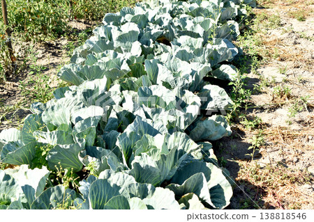 Plantation of growing cabbage in the garden. Plantation of growing cabbage in the garden. 138818546