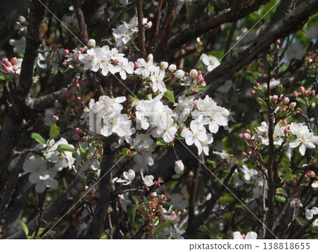 White crabapple blossoms and pink buds (a crabapple tree bathed in spring sunshine) 138818655