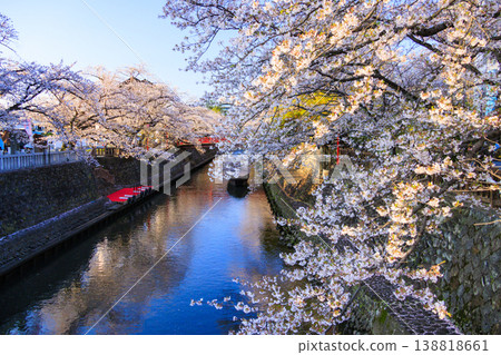 Cherry blossoms in full bloom at Funamachi Port & Sumiyoshi Lighthouse Cherry blossoms in full bloom at Funamachi Port & Sumiyoshi Lighthouse 138818661