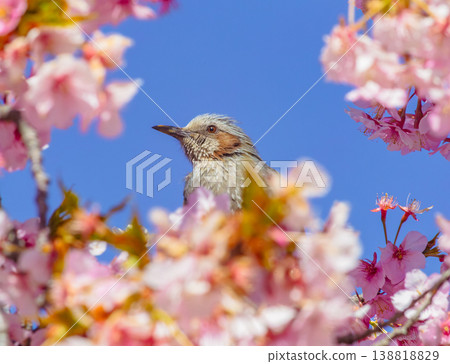 Kawazu cherry blossoms and bulbuls in full bloom Kawazu cherry blossoms and bulbuls in full bloom 138818829