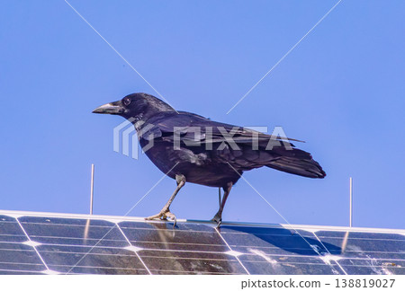 A crow perched on a solar panel roof. A crow perched on a solar panel roof. 138819027