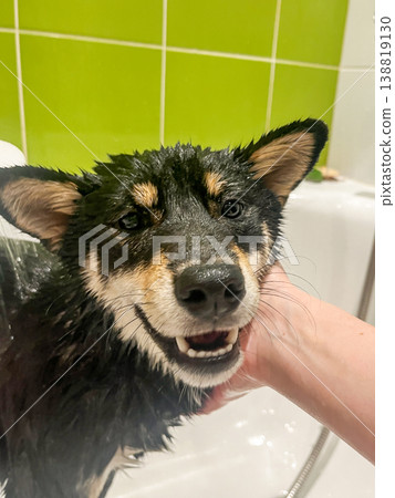 A wet Shiba Inu dog is gently bathed in a bathroom with a bright green tiled wall. 138819130