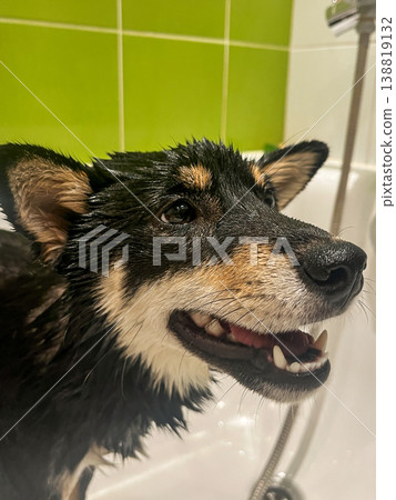 A wet Shiba Inu dog is gently bathed in a bathroom with a bright green tiled wall. A wet Shiba Inu dog is gently bathed in a bathroom with a bright green tiled wall. 138819132