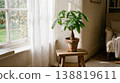 A Pachira seedling by the window bathed in soft sunlight; a houseplant with a natural tree shape. 138819611