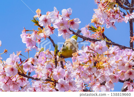 White-eye playing with Kawazu cherry blossoms in full bloom White-eye playing with Kawazu cherry blossoms in full bloom 138819660