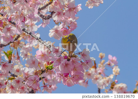 Kawazu cherry blossoms and white-eye herald the arrival of spring Kawazu cherry blossoms and white-eye herald the arrival of spring 138819670