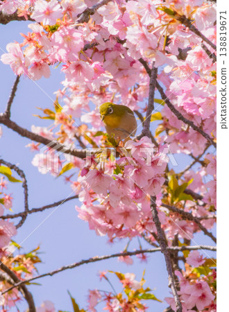 Kawazu cherry blossoms in full bloom and cute Japanese white-eyes Kawazu cherry blossoms in full bloom and cute Japanese white-eyes 138819671