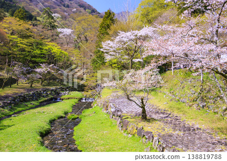 Yoro Park with cherry blossoms in full bloom Yoro Park with cherry blossoms in full bloom 138819788