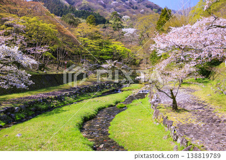 Yoro Park with cherry blossoms in full bloom Yoro Park with cherry blossoms in full bloom 138819789