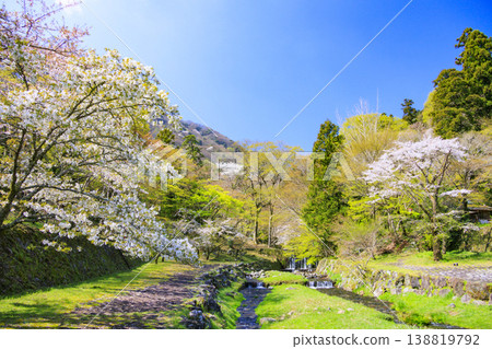 養老公園櫻花盛開，景色宜人。 138819792