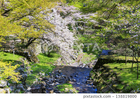養老公園櫻花盛開,景色宜人。 養老公園櫻花盛開,景色宜人。 138819800