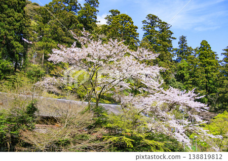 Yoro Park with cherry blossoms in full bloom Yoro Park with cherry blossoms in full bloom 138819812