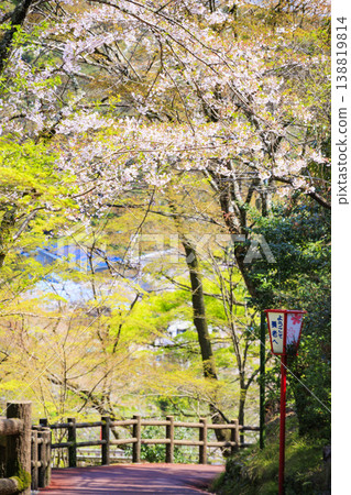 Yoro Park with cherry blossoms in full bloom 138819814