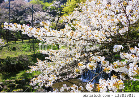 Yoro Park with cherry blossoms in full bloom 138819815
