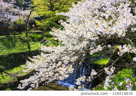 養老公園櫻花盛開，景色宜人。 138819816