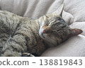 Sleeping Kijitora 138819843