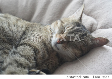 Sleeping Kijitora 138819843