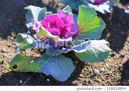 Refreshing ornamental cabbage flowers 138819954