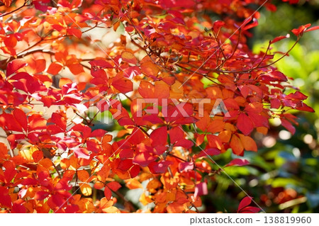 Vibrant autumn leaves of Enkianthus perulatus Vibrant autumn leaves of Enkianthus perulatus 138819960