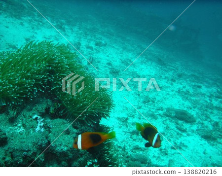 Submarine tropical fish Submarine tropical fish 138820216