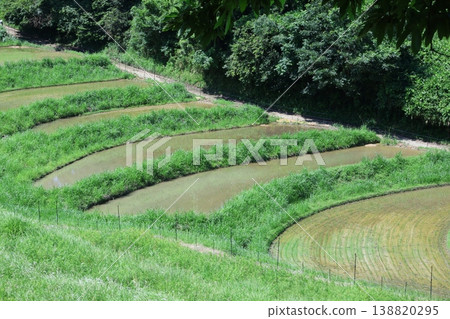 夏季美麗的梯田 夏季美麗的梯田 138820295
