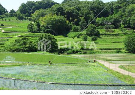Beautiful rice terraces in summer Beautiful rice terraces in summer 138820302