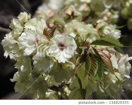 “Ukonzakura”綻放淡黃綠色的花朵 “Ukonzakura”綻放淡黃綠色的花朵 138820335