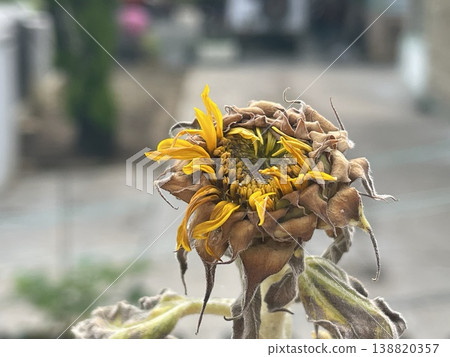 Close Up Of Wilting Helianthus Annuus Sunflower Head With Dry Brown Petals 138820357
