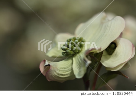 White flowers that bloom in spring: Dogwood 138820444
