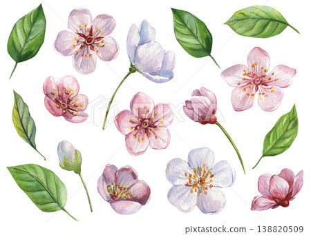 cherry blossom watercolor clipart set with pink flowers buds and green leaves isolated for spring wedding and botanical design 138820509