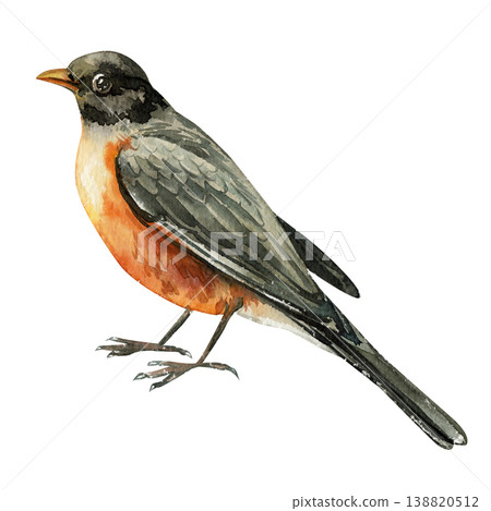 European thrush watercolor bird clipart isolated on light background with orange breast gray feathers and woodland nature style 138820512